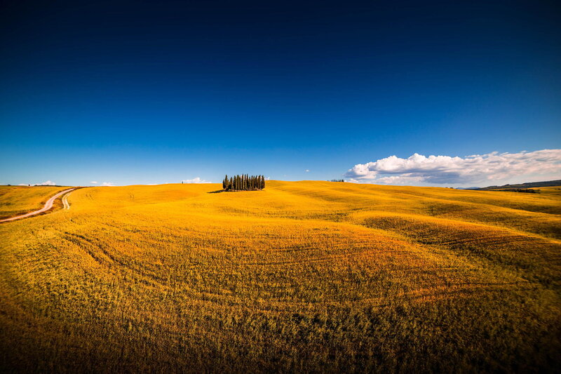 Golden Field with Cypress Trees