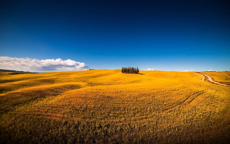 Golden Field with Cypress Trees — Yellow