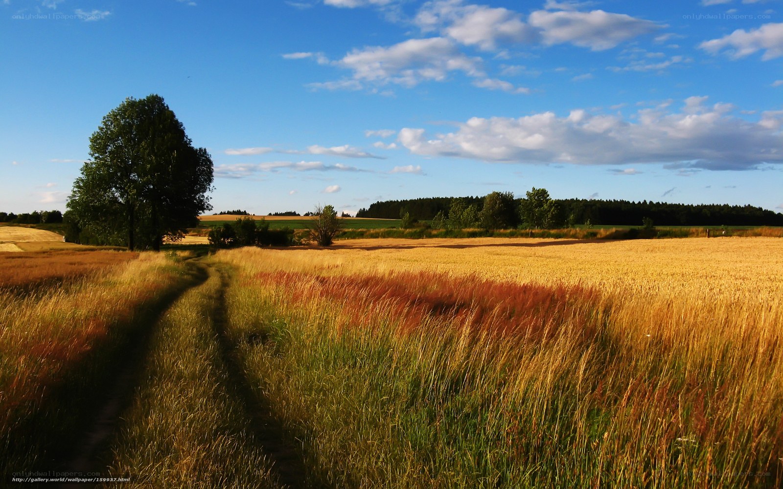 Golden field with dirt path
