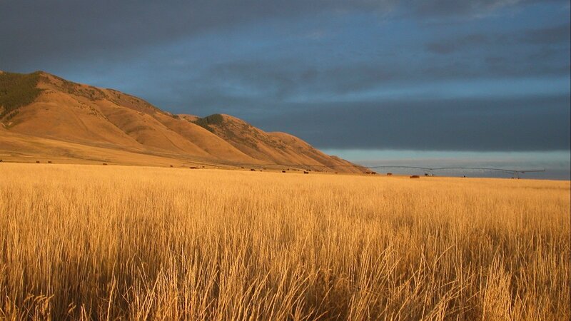 Golden field with hills at dusk