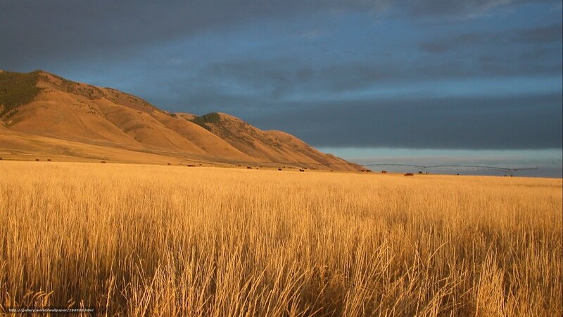 Golden Field with Hills