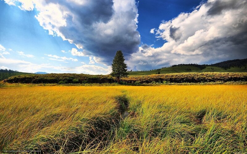 Golden Field with Lone Tree — Yellow, Dramatic, Afternoon