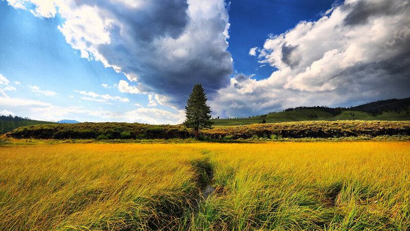 Golden Field with Lone Tree — Yellow, Dramatic