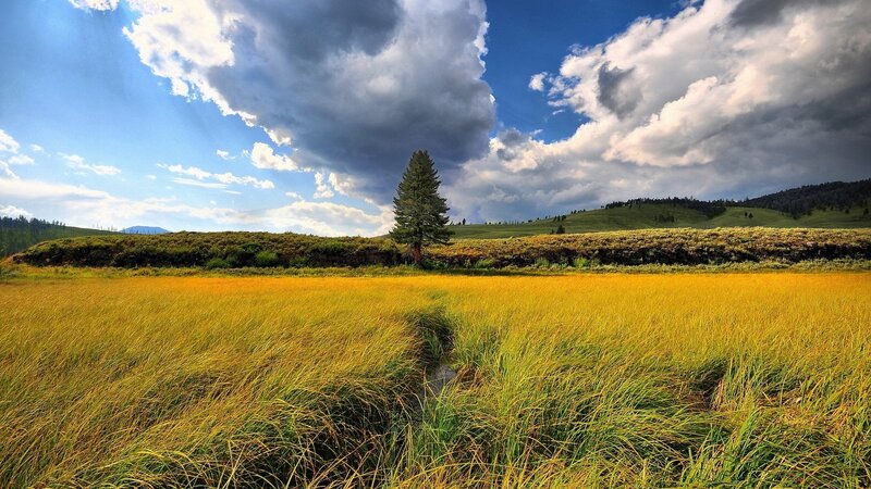 Golden Field with Lone Tree — Yellow