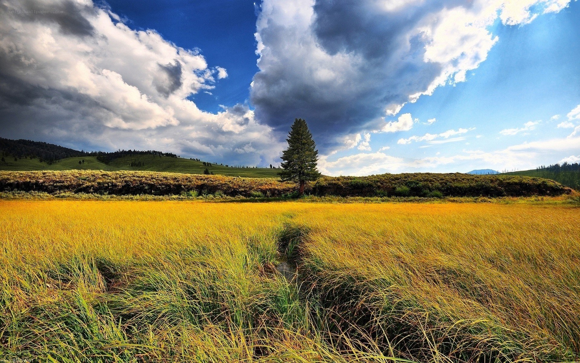 Golden field with lone tree