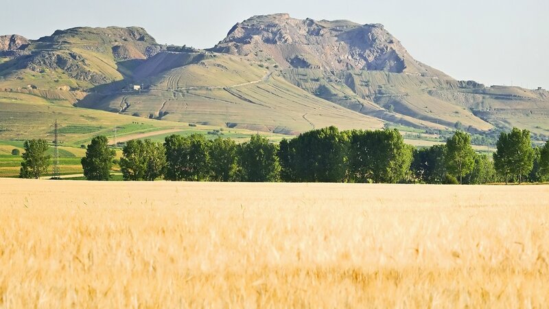 Golden field with mountains in background