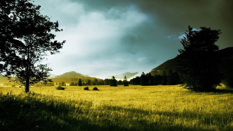 Golden Field with Mountains — Yellow, Dramatic, Morning