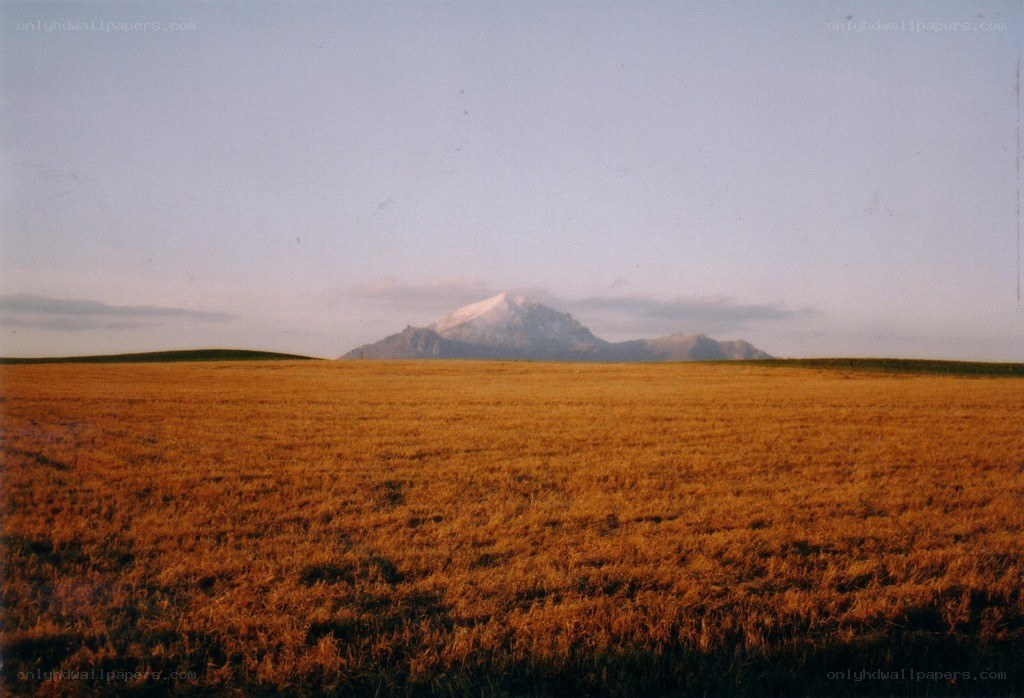 Golden field with snow-capped mountain