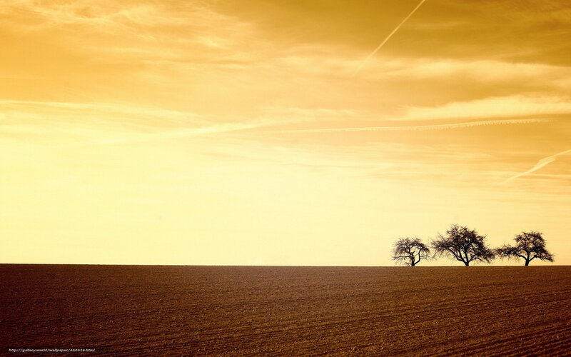 Golden field with three trees
