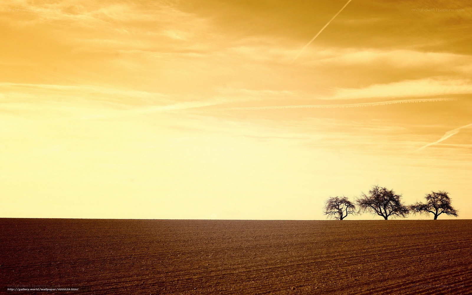 Golden field with three trees