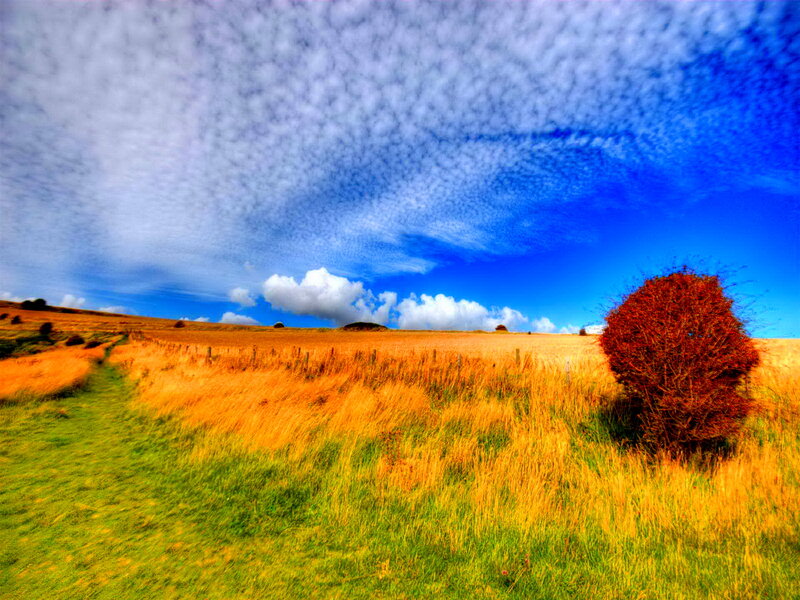 Golden Field with Tree