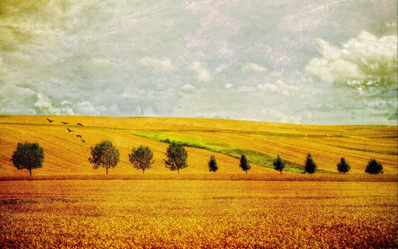 Golden field with trees and birds