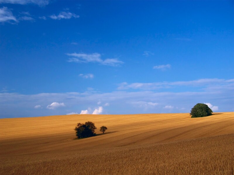 Golden Field with Trees — Blue, Serene