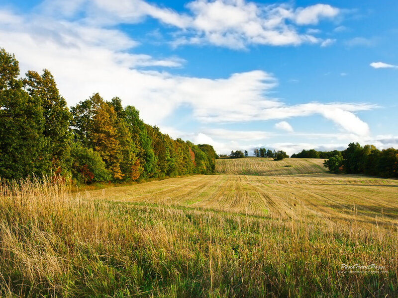 Golden Field with Trees — Blue