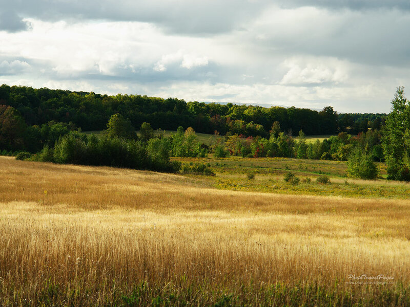 Golden Field with Trees — Gold