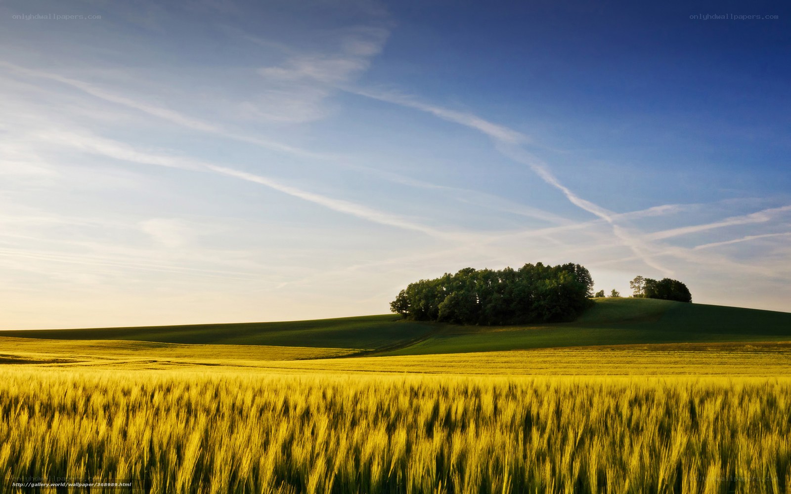 Golden field with trees on hill