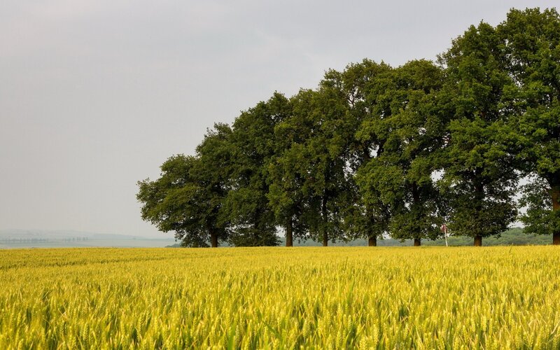Golden field with trees