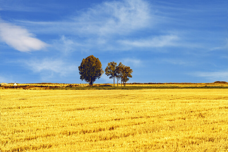 Golden Field with Trees — Yellow, Serene