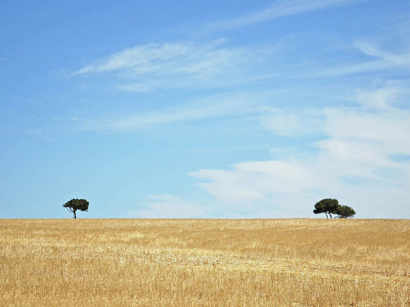 Golden field with two trees