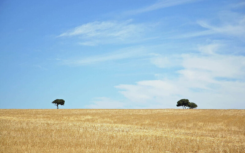 Golden field with two trees