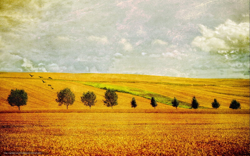 Golden Fields and Flying Birds