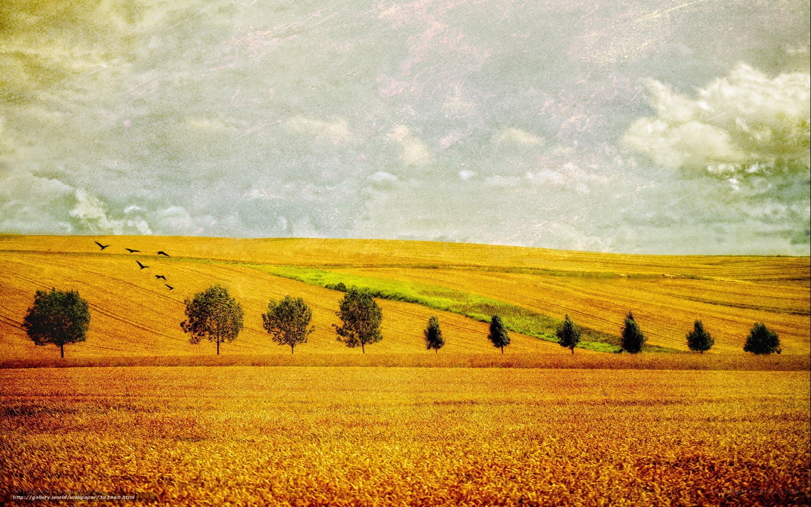 Golden Fields and Flying Birds