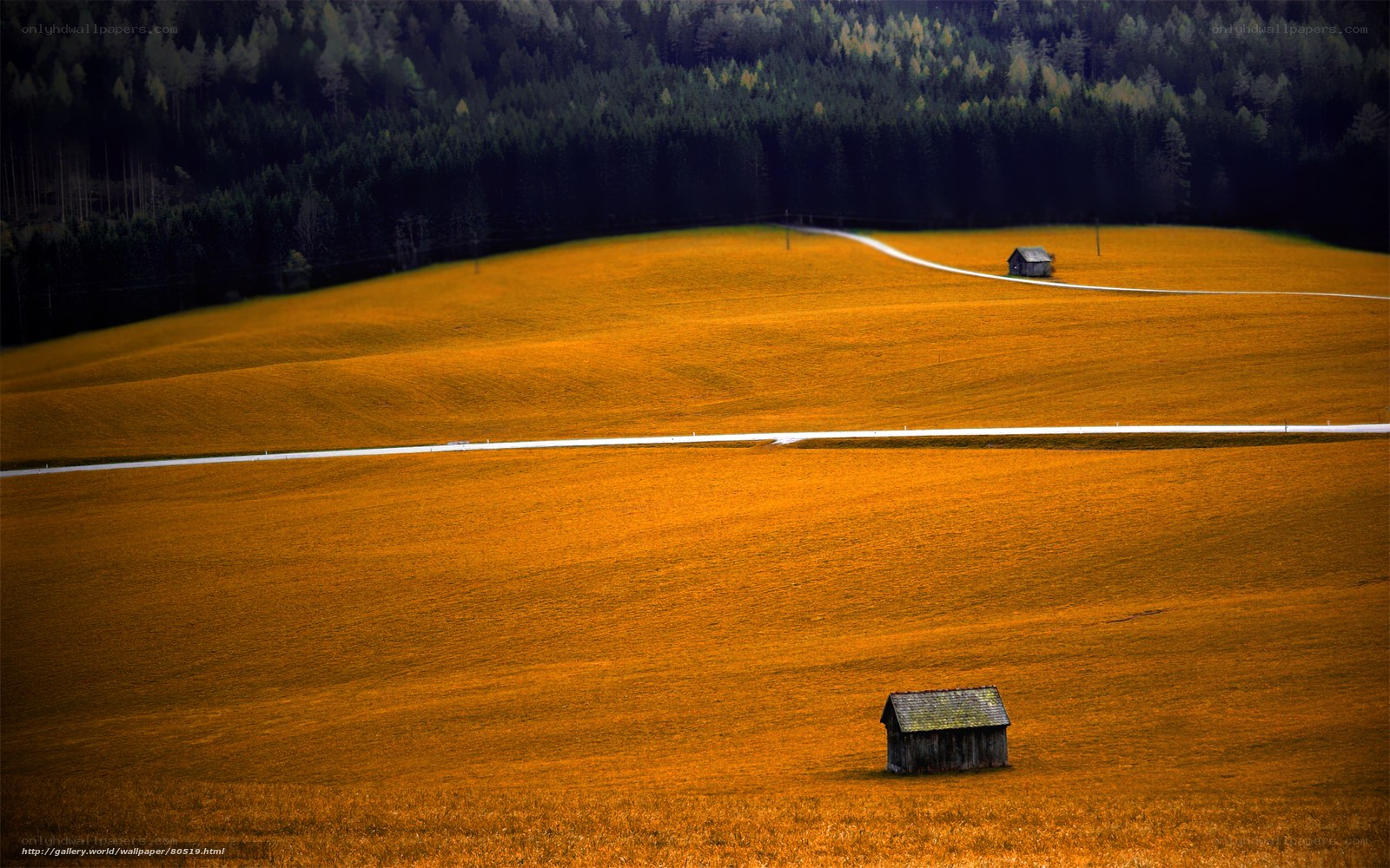 Golden Fields and Forests