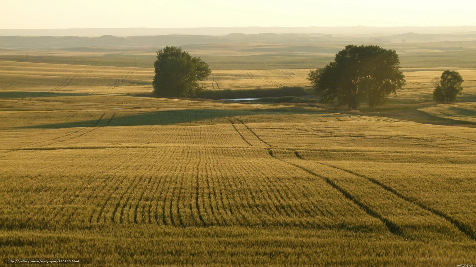 Golden Fields at Sunset