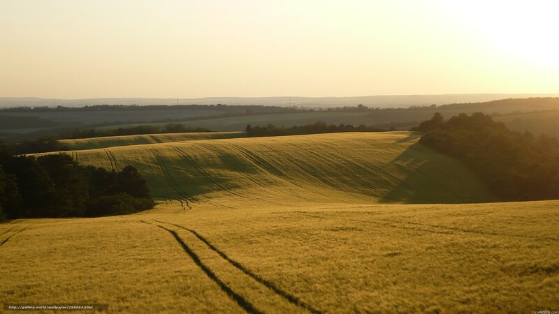 Golden Fields at Sunset