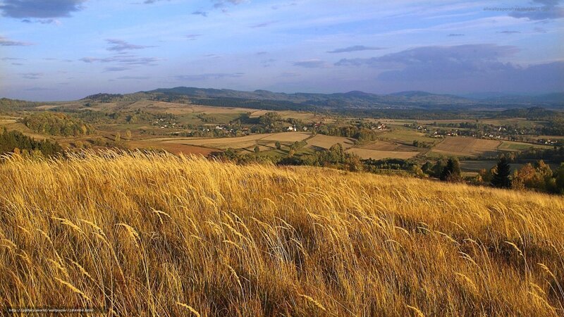 Golden fields in rural landscape