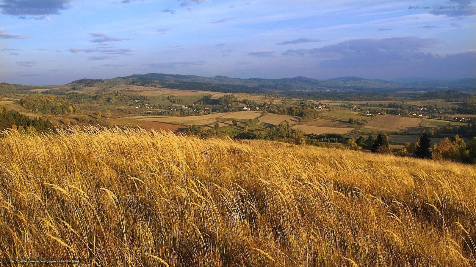 Golden fields in rural landscape