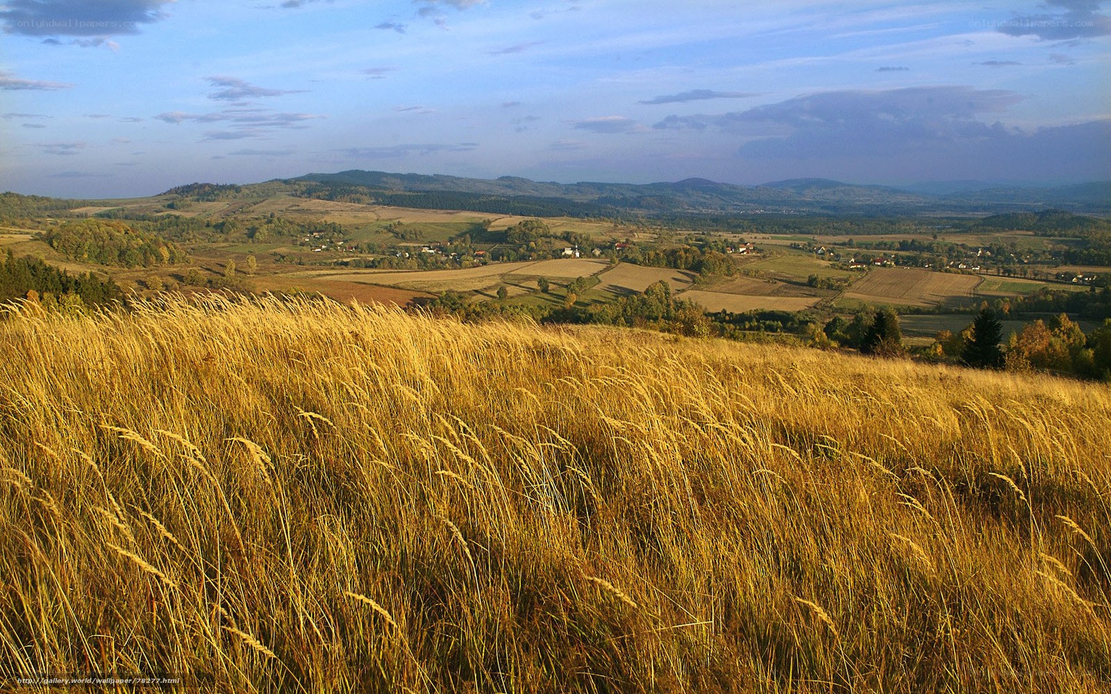 Golden fields in the countryside