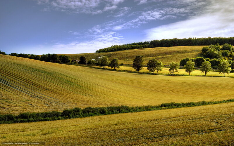 Golden fields under blue sky