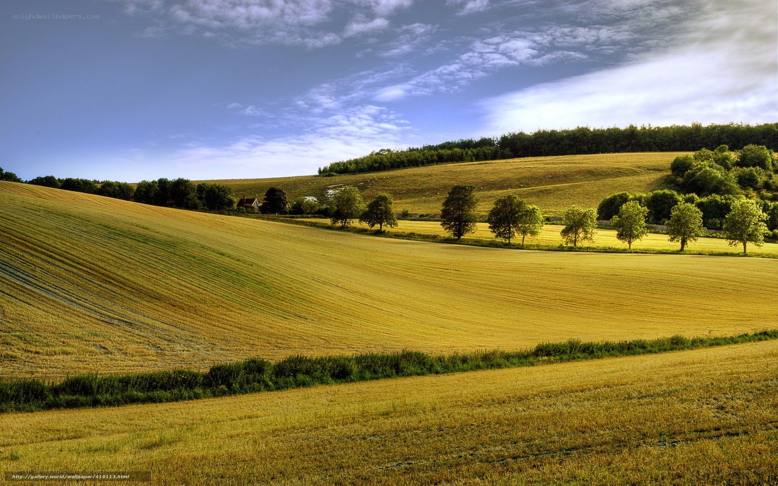 Golden fields under blue sky