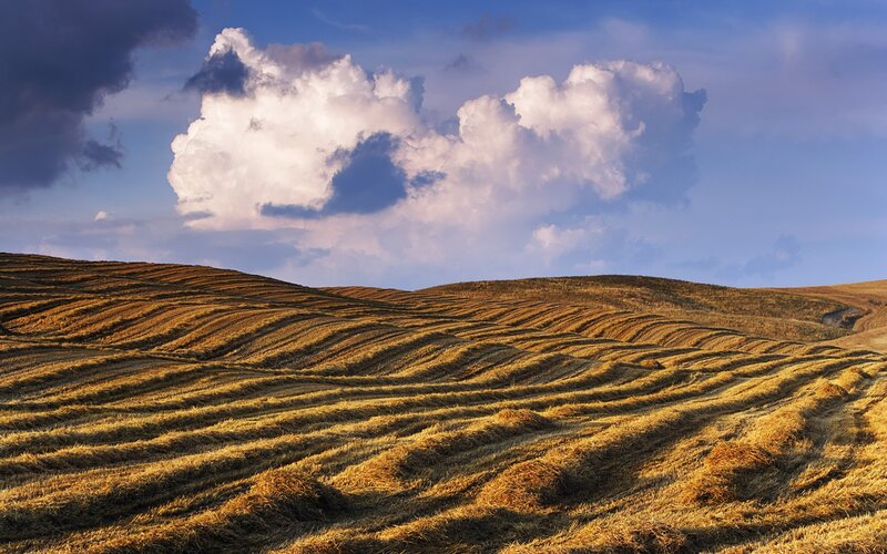Golden fields under cloudy sky