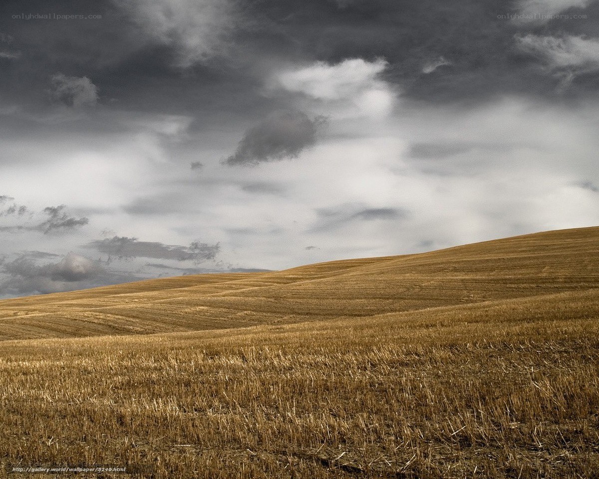 Golden Fields Under Stormy Skies
