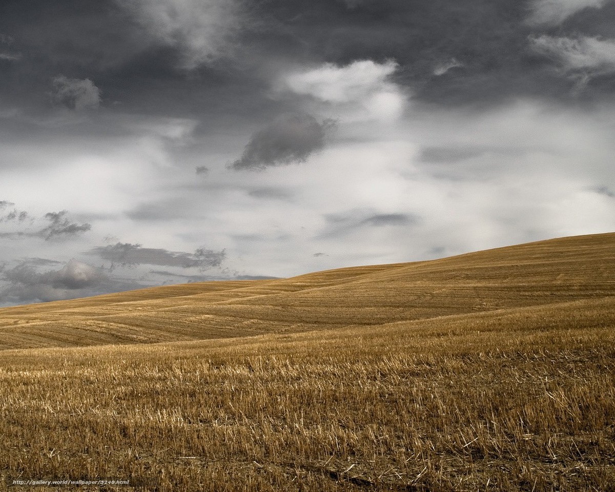Golden Fields Under Stormy Skies