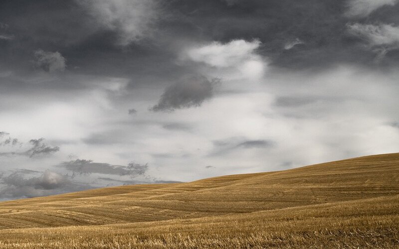 Golden fields under stormy sky