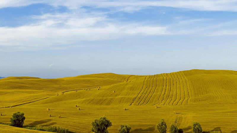 Golden Fields with Hay Bales