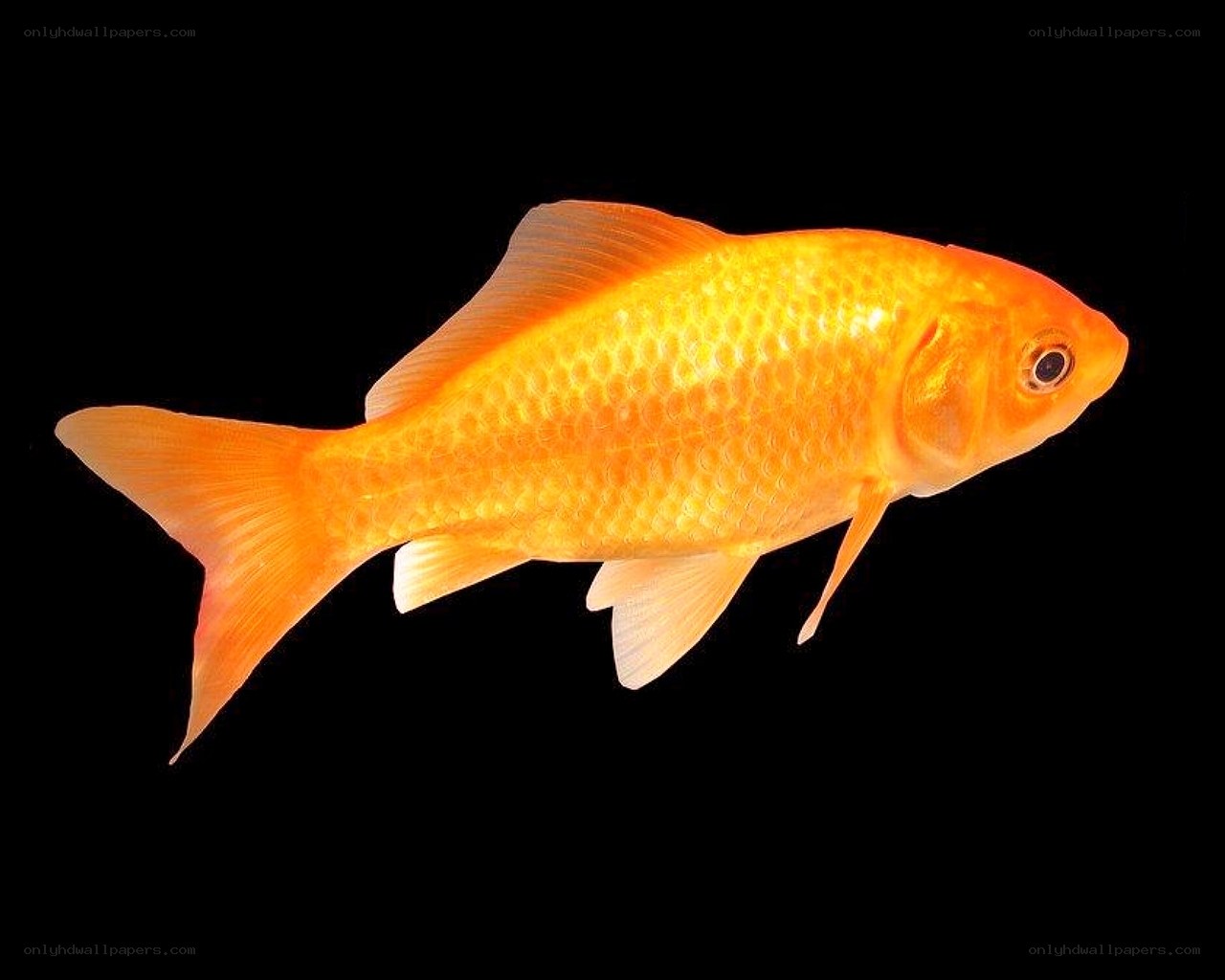 Golden fish on black background