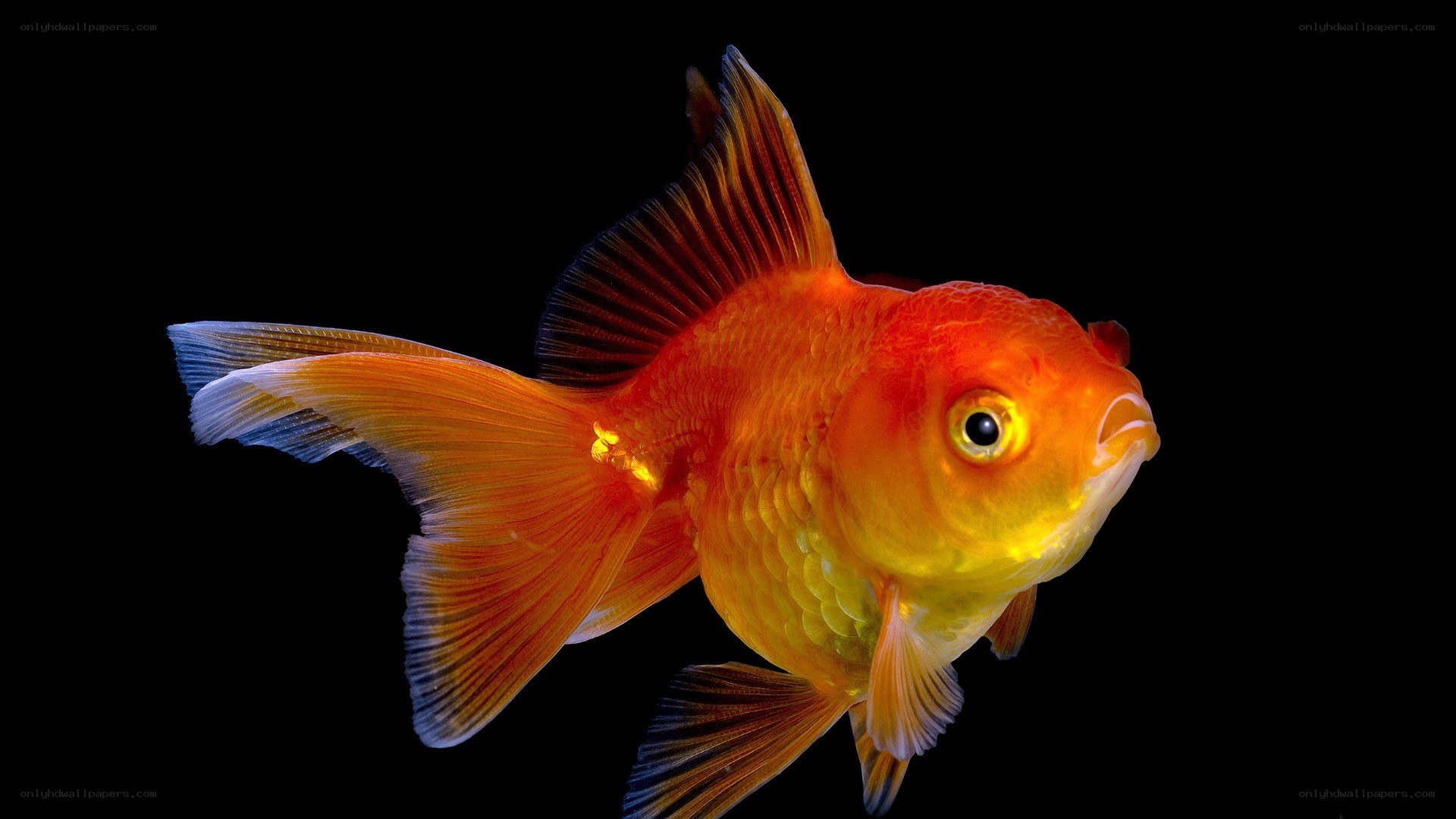 Golden fish on black background