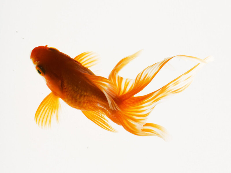 Golden fish swimming in water