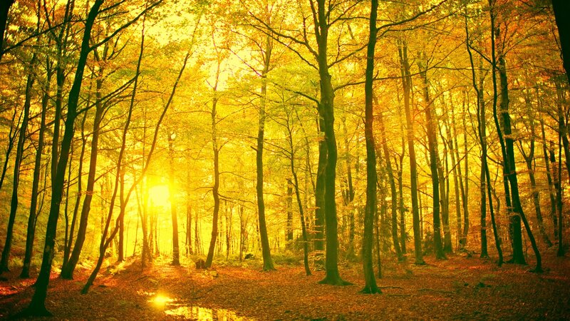 Golden Forest at Sunrise