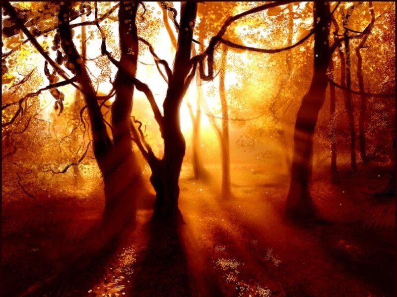 Golden forest at sunset