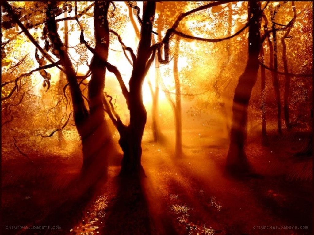 Golden forest at sunset