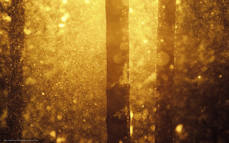 Golden forest light