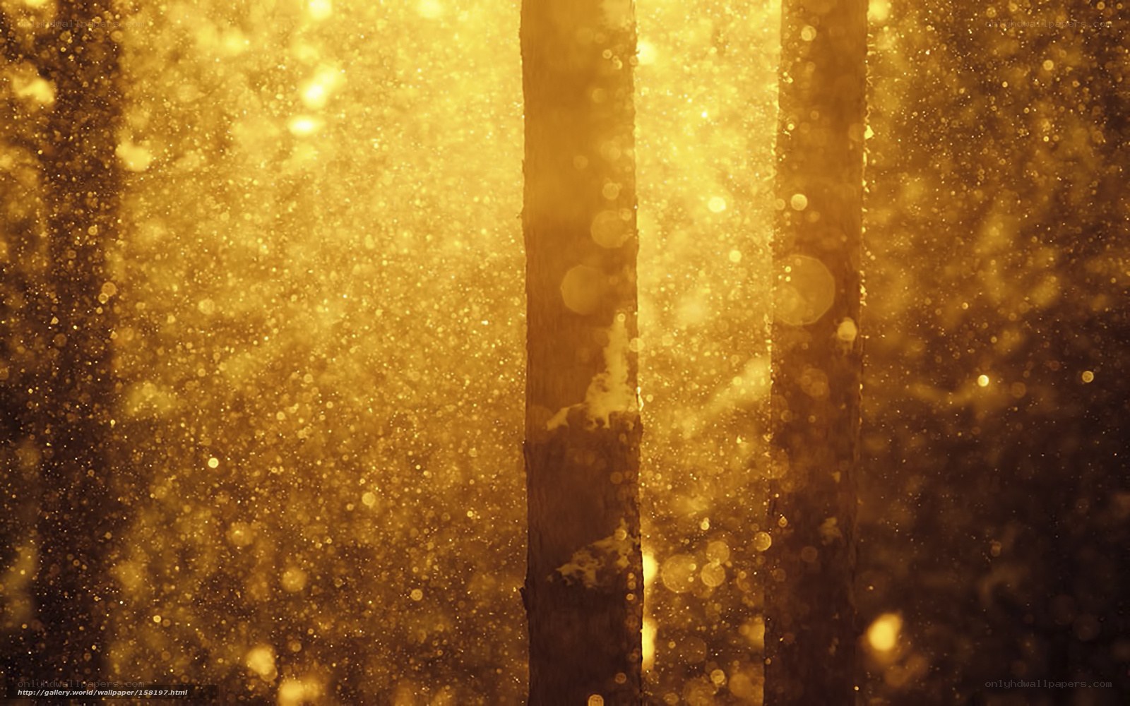 Golden forest light