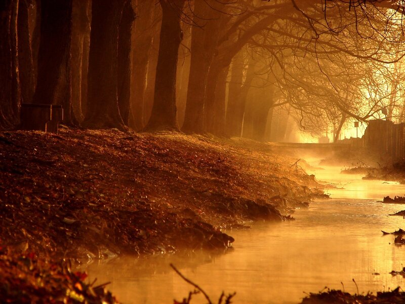 Golden forest path at sunrise