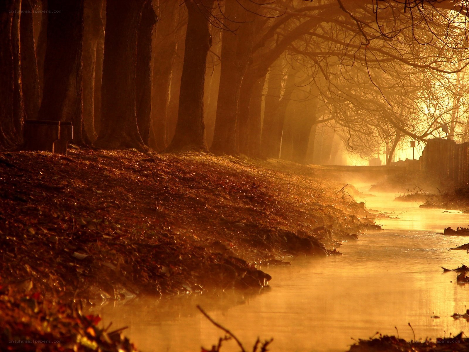 Golden forest path at sunrise