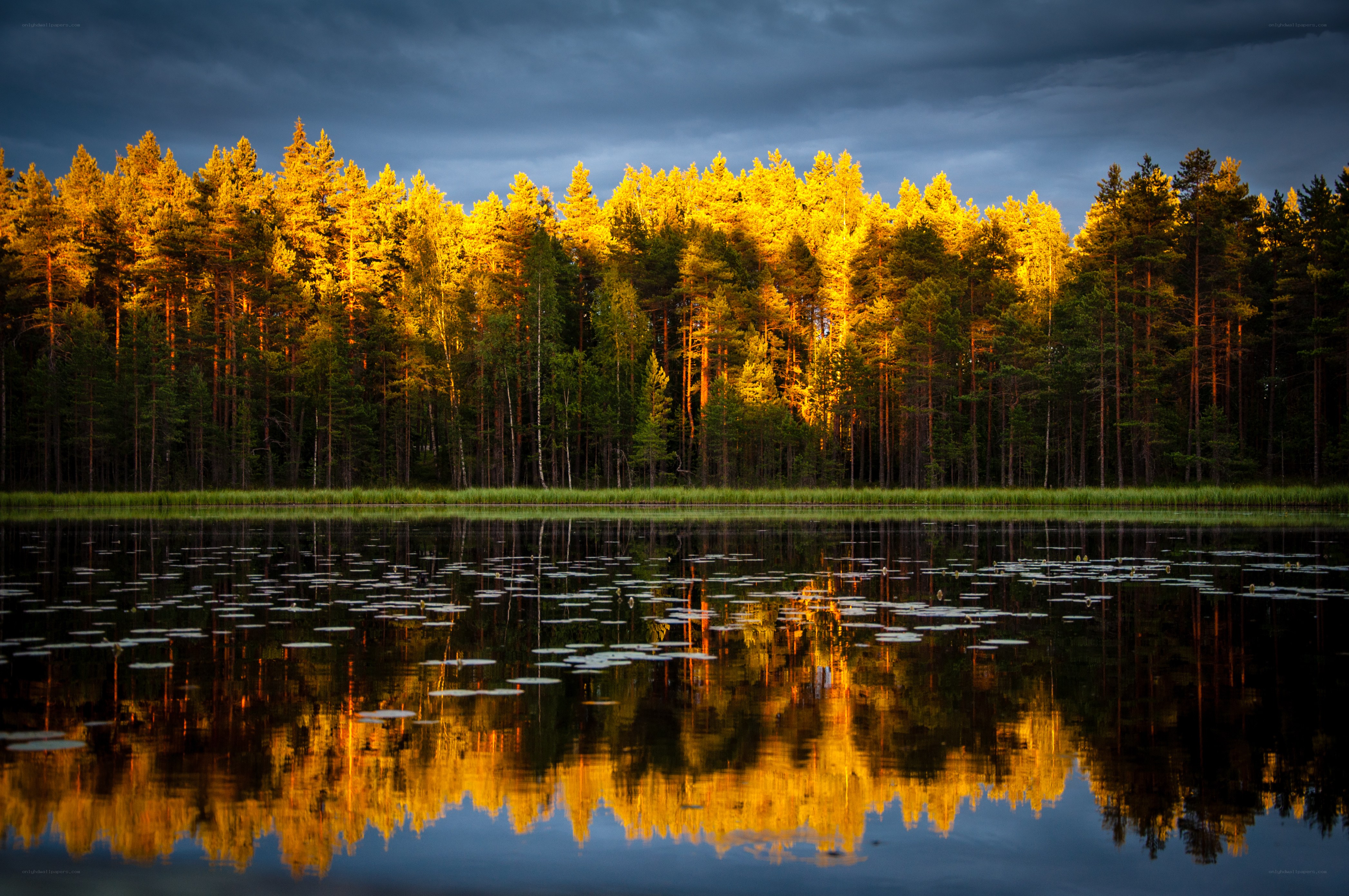 Golden forest reflected in lake